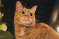 Picture of Muffin