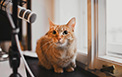 Picture of Muffin