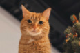 Picture of Muffin